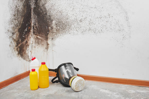 Reliable Madera Acres, CA Mold Removal Solutions