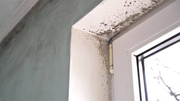 Best Mold Remediation  in Madera Acres, CA