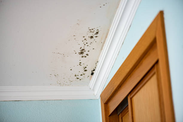 Best Mold Testing  in Madera Acres, CA