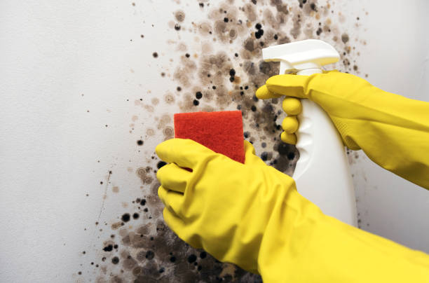 Best Mold Removal Company Near Me  in Madera Acres, CA