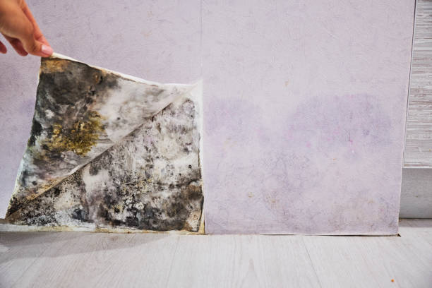 Best Mold Testing  in Madera Acres, CA